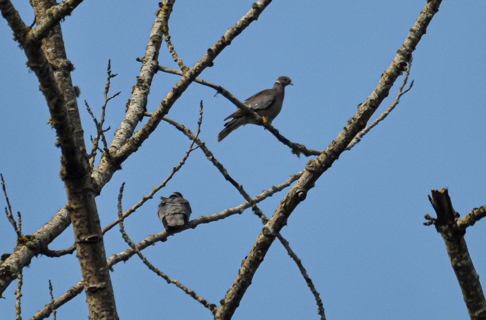 Band-tailed Pigeon - ML222540951