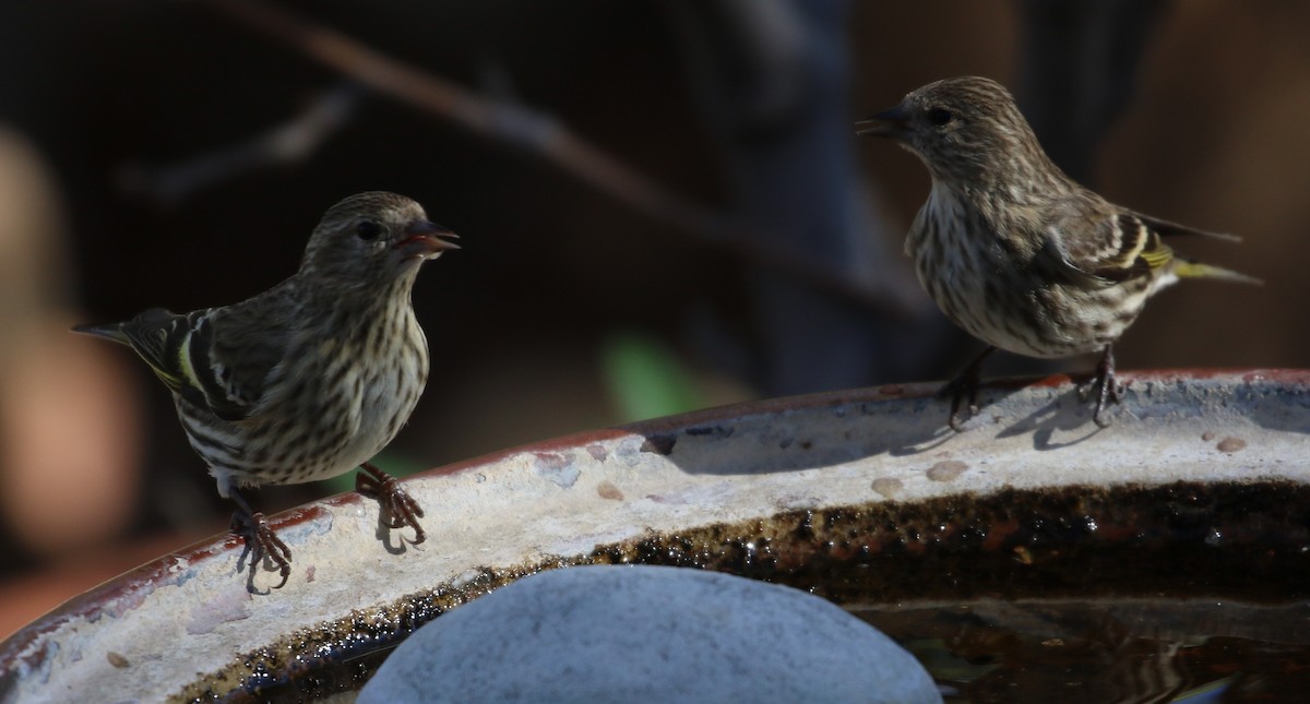 Pine Siskin - ML222541031