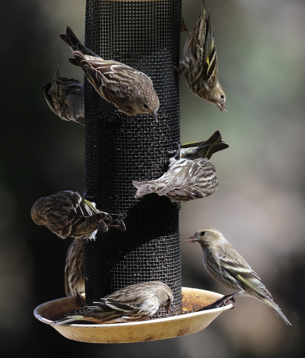 Pine Siskin - ML222541421