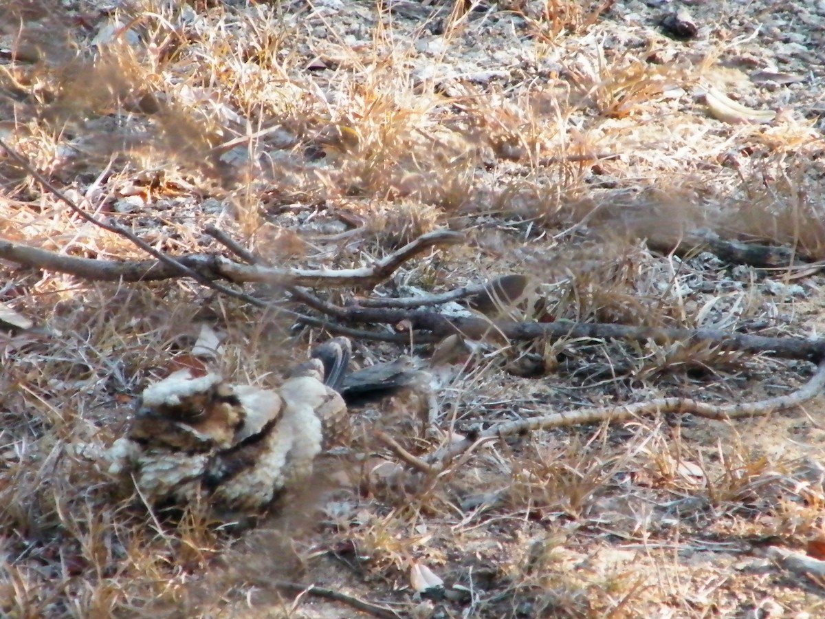 Jerdon's Nightjar - ML222542011