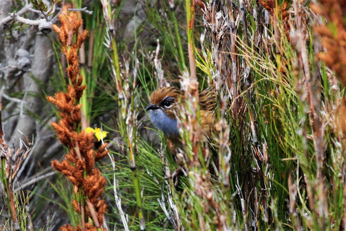 Southern Emuwren - ML222542581