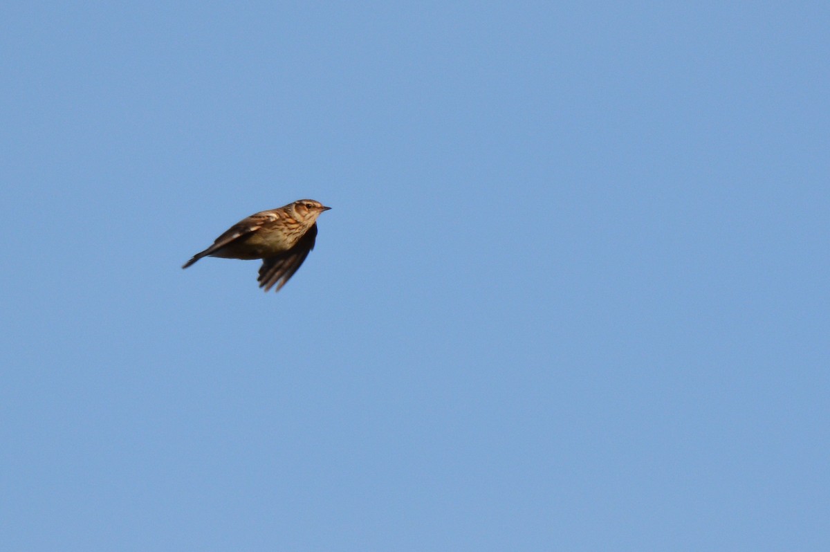 Wood Lark - Fabian Schmidt-Pramov