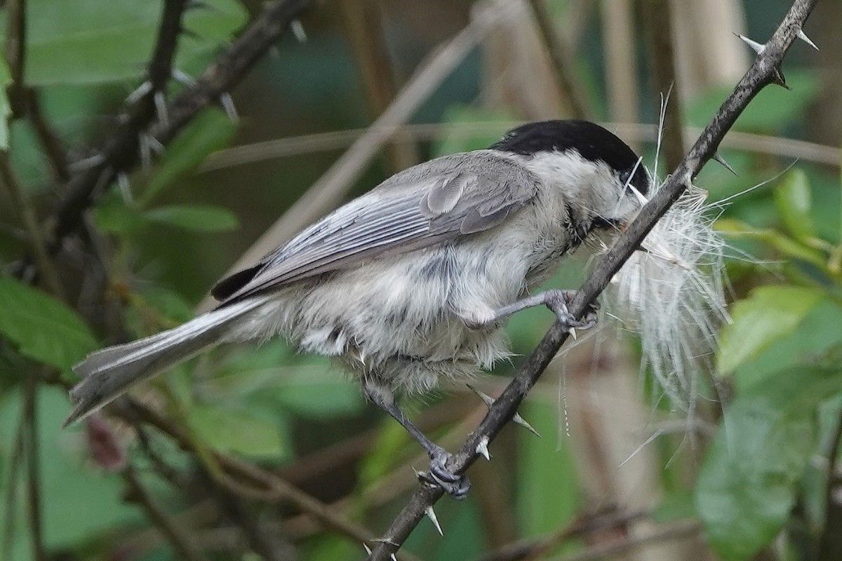 Carolina Chickadee - ML222544761