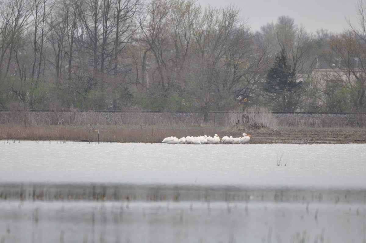 American White Pelican - Steven Pancol