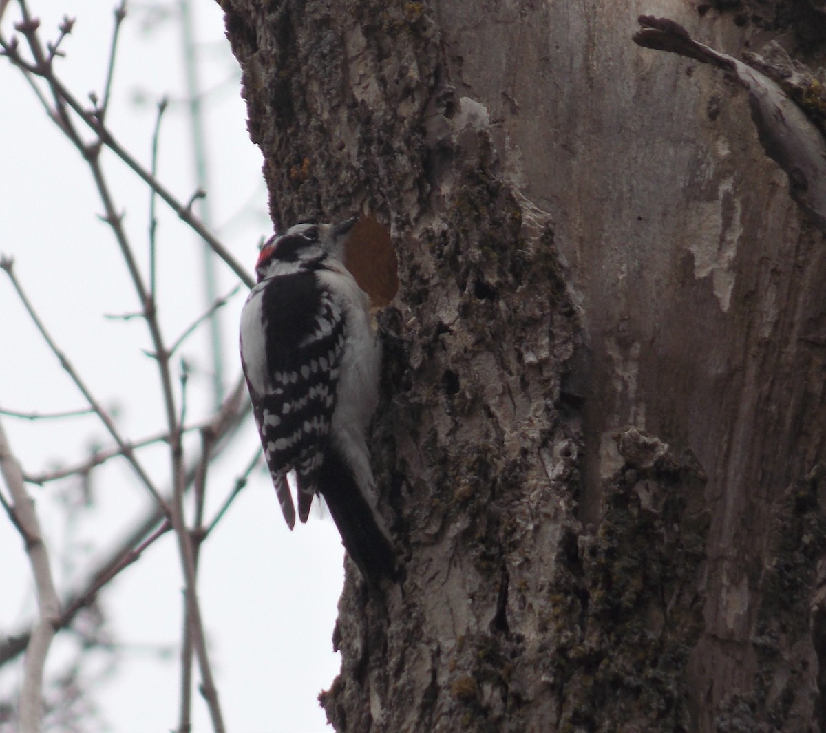 Downy Woodpecker - Daniel Sdicu