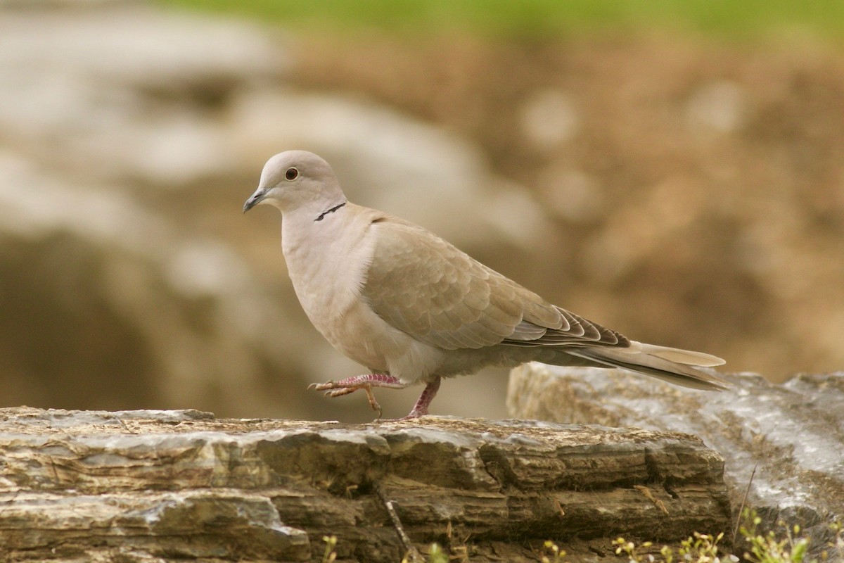 Eurasian Collared-Dove - ML222547411