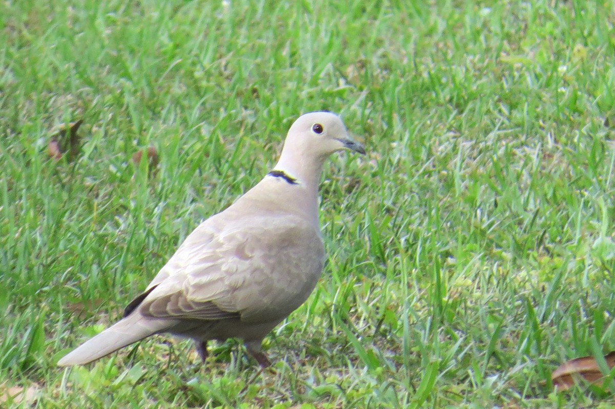 Eurasian Collared-Dove - ML222547481