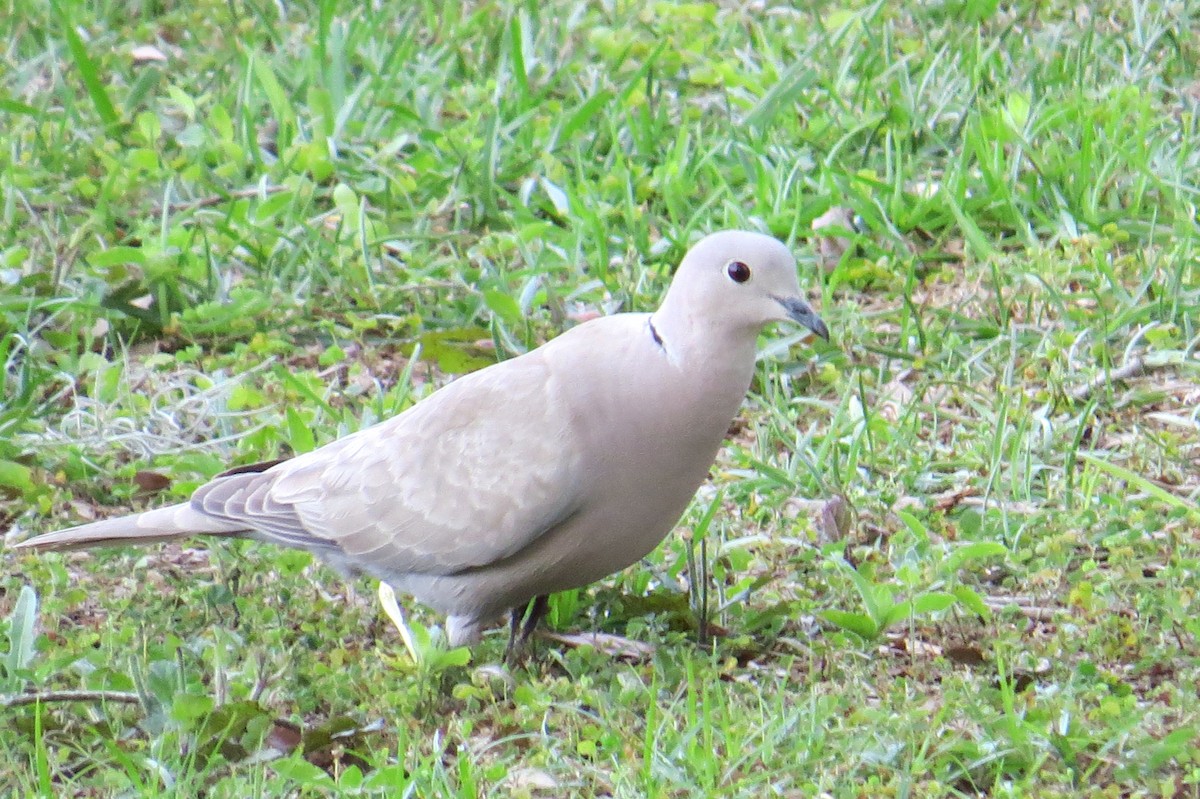 Eurasian Collared-Dove - ML222547491