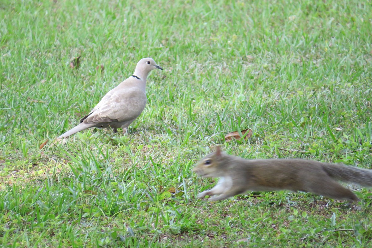 Eurasian Collared-Dove - ML222547501