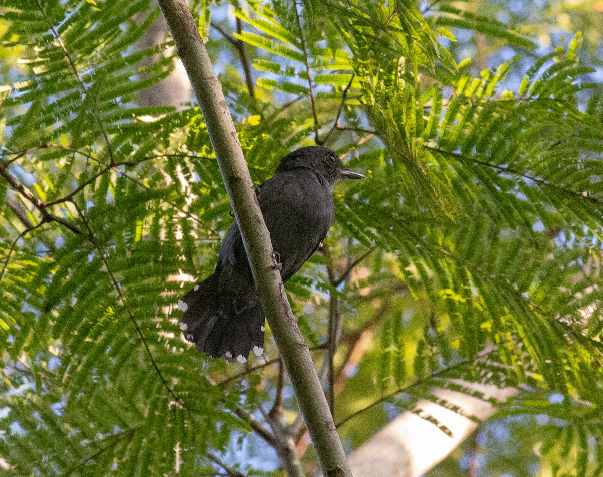 Amazonian Antshrike - Anderson  Sandro