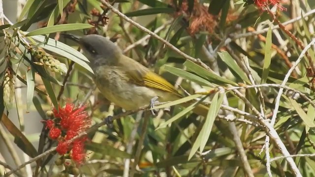 Brown Honeyeater - ML222549531