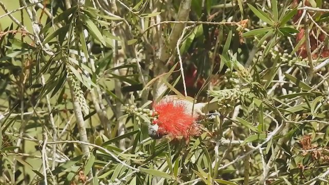 Brown Honeyeater - ML222549581