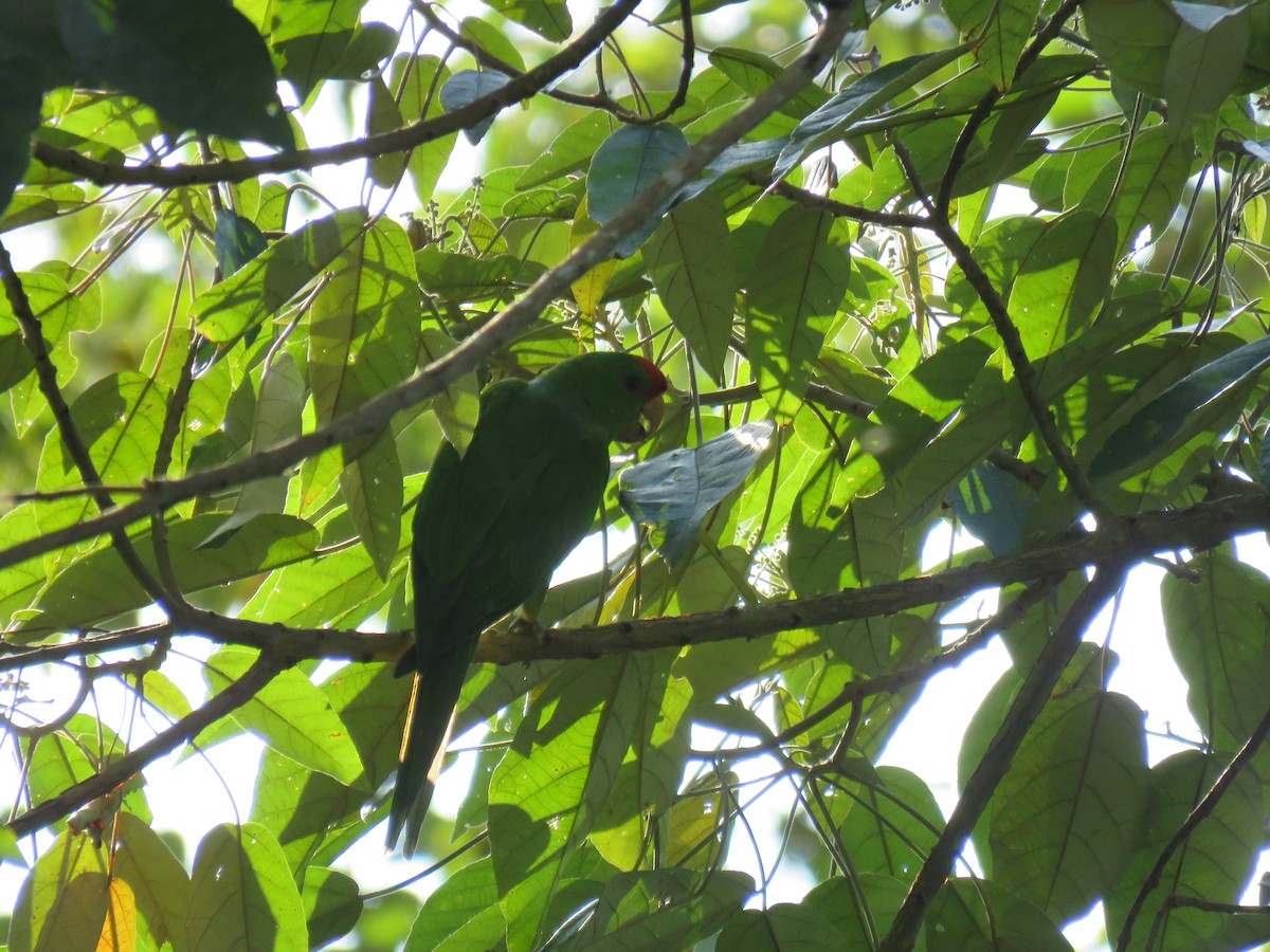 Scarlet-fronted Parakeet - Colin Smith