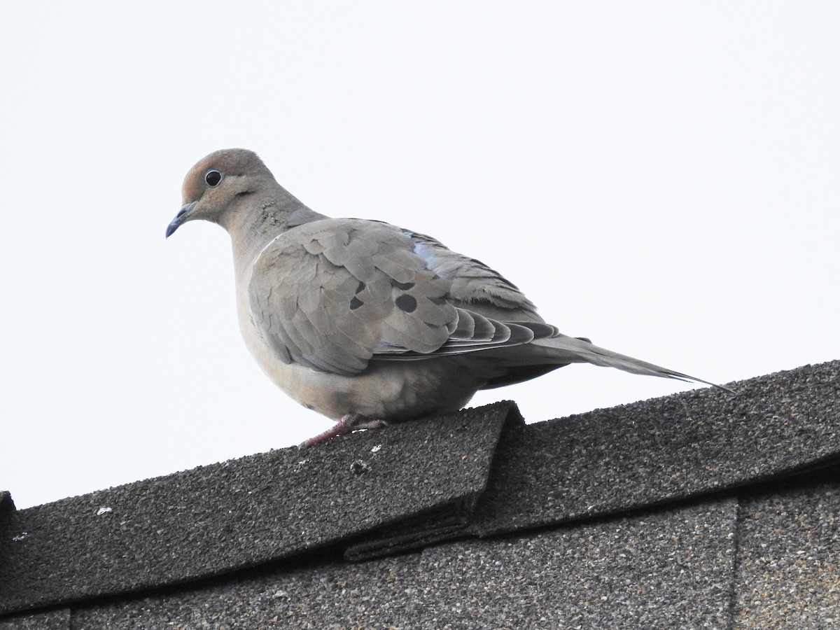 Mourning Dove - Harold Reeve