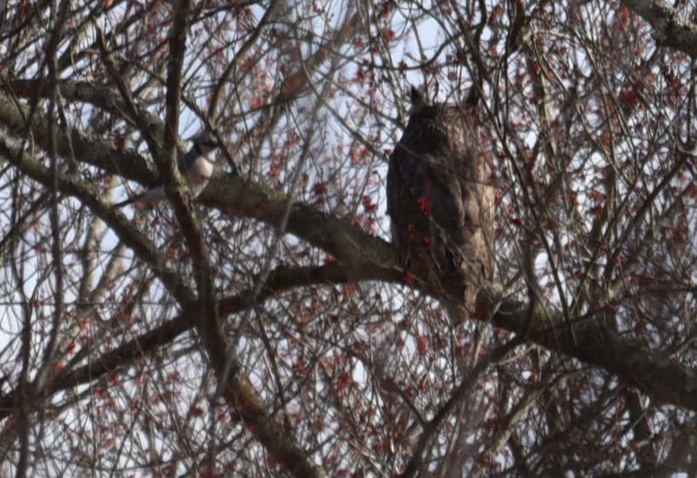 Great Horned Owl - ML222552791