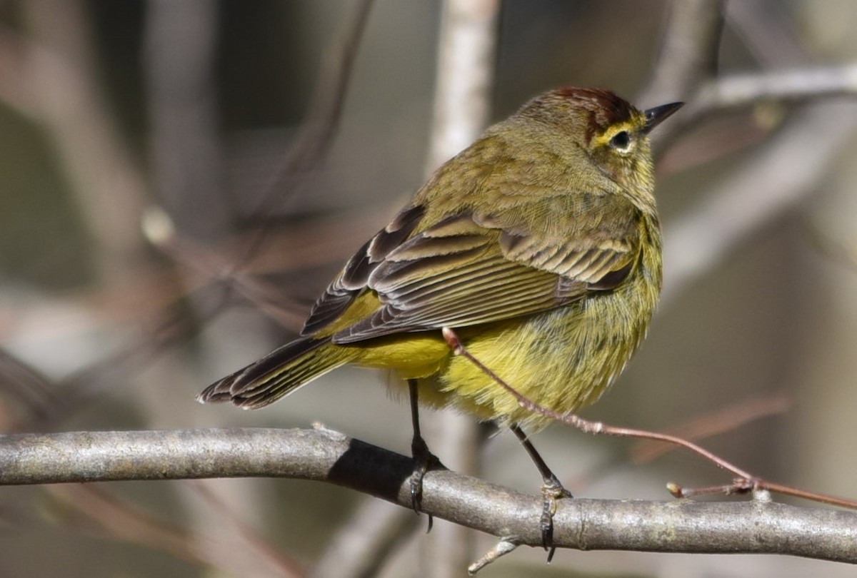 Palm Warbler - ML222552931