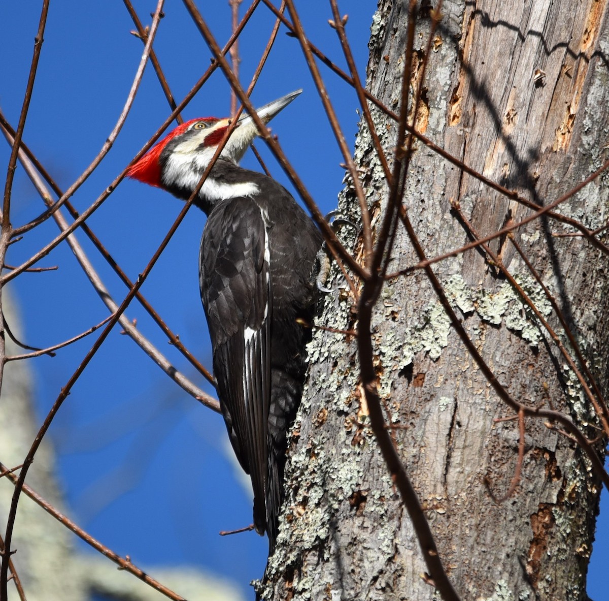 Pileated Woodpecker - ML222552971