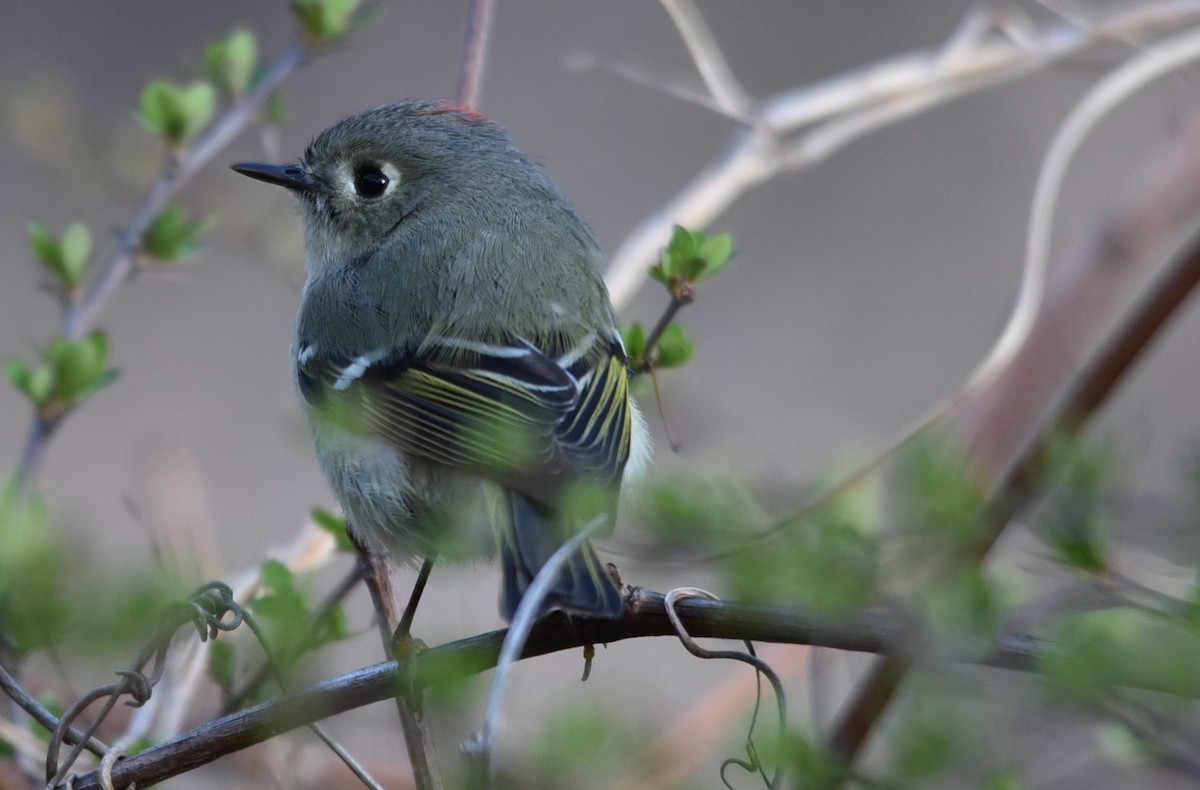 Ruby-crowned Kinglet - ML222554071