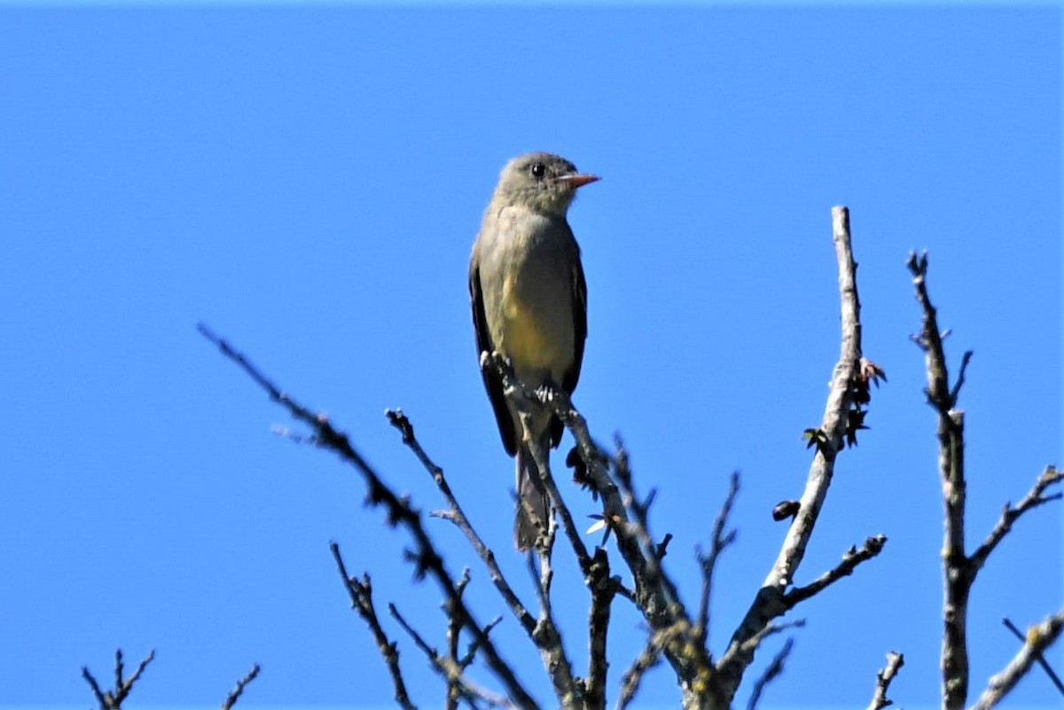 Greater Pewee - Jim Collins