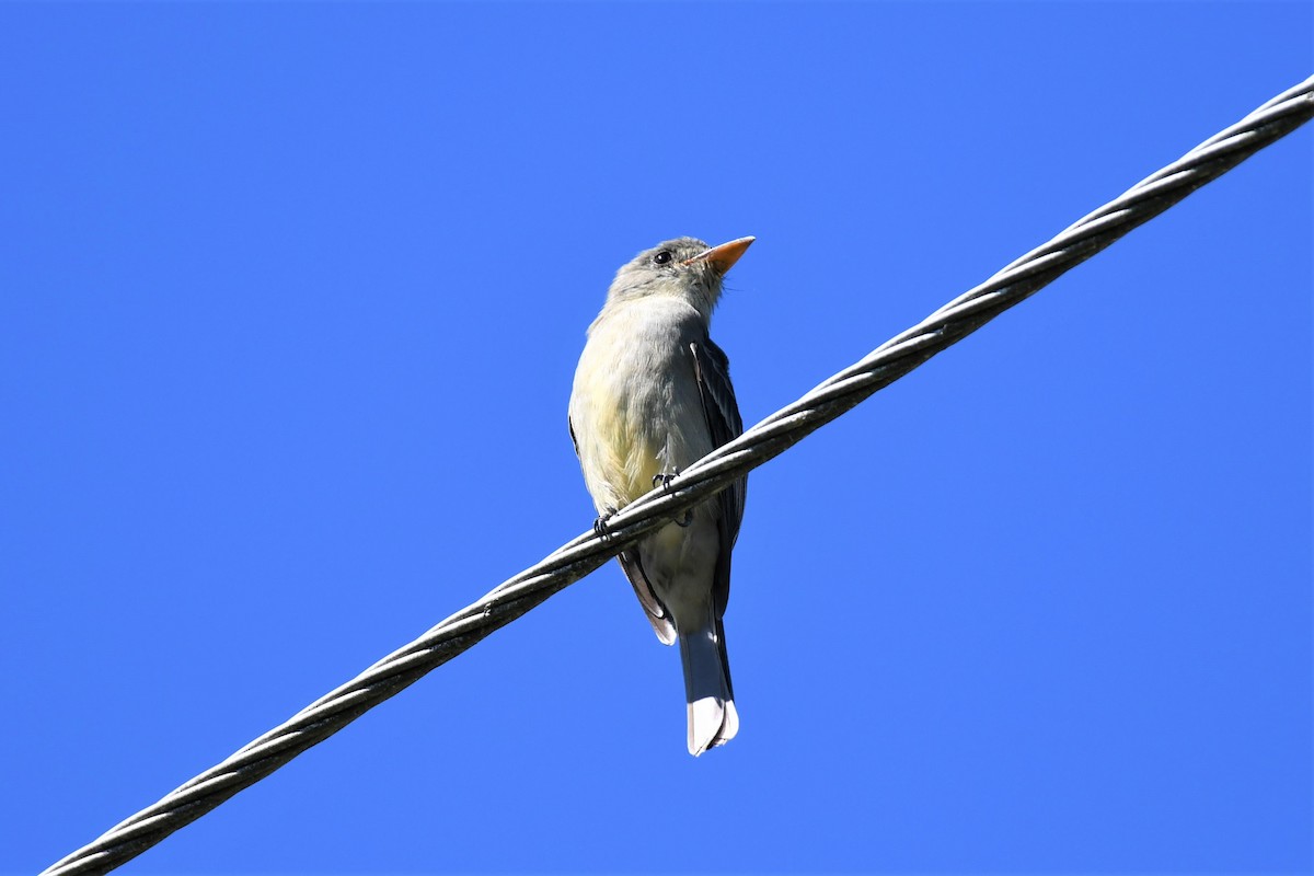 Greater Pewee - Jim Collins