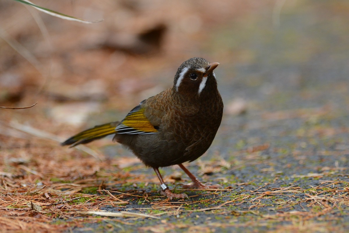 White-whiskered Laughingthrush - ML22255431