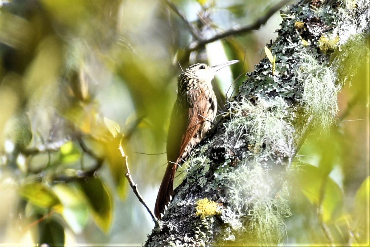 Ivory-billed Woodcreeper - ML222554341