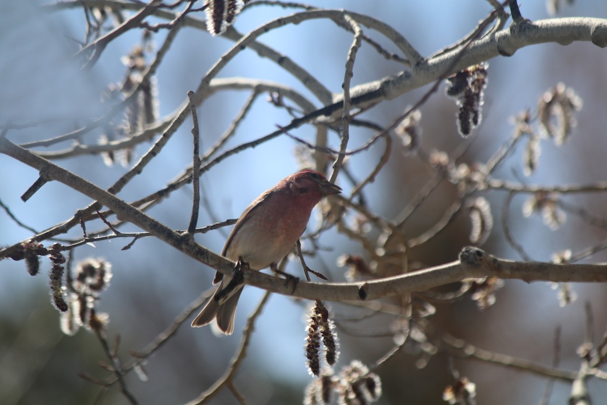 Cassin's Finch - Aj Schrenk