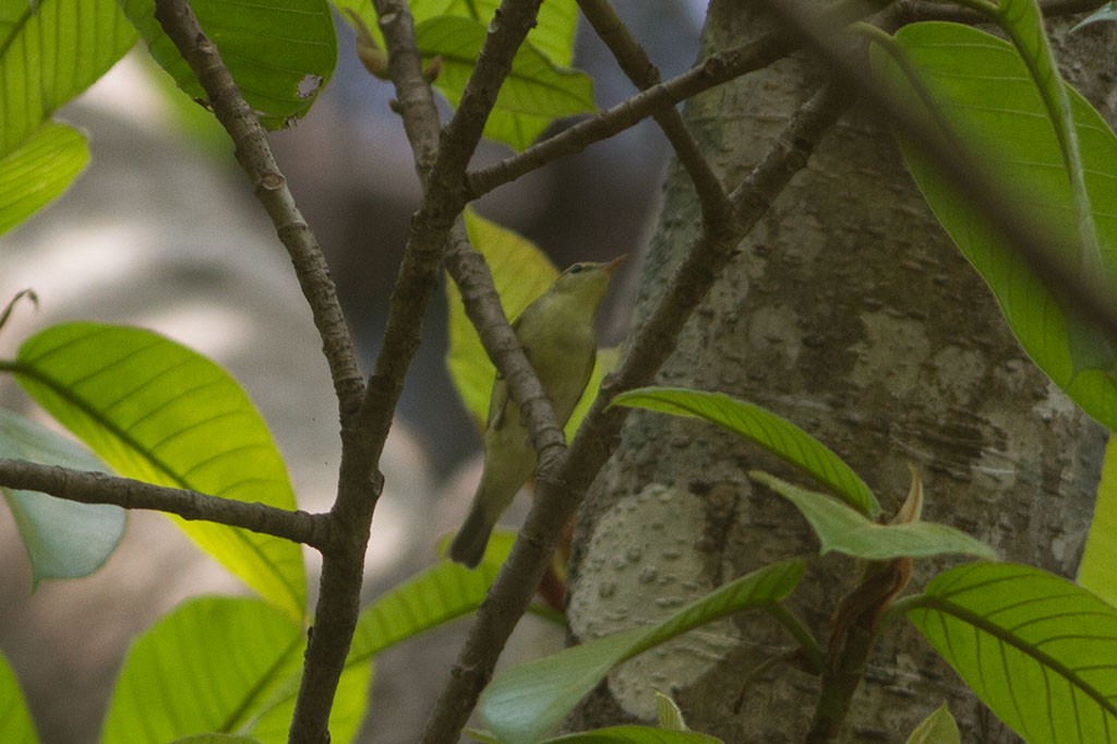 Tickell's Leaf Warbler (Tickell's) - Dibyendu Ash