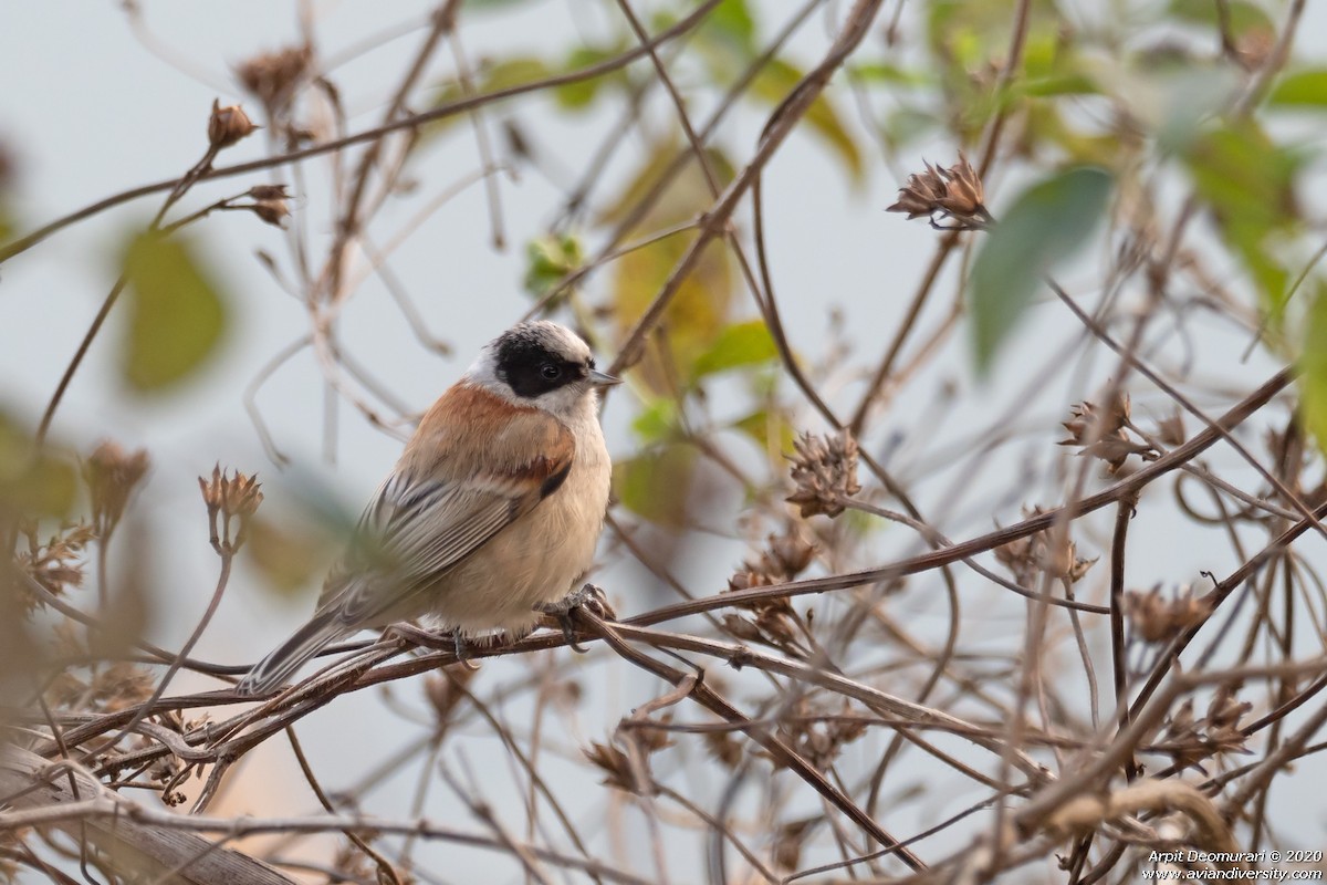 White-crowned Penduline-Tit - Arpit Deomurari