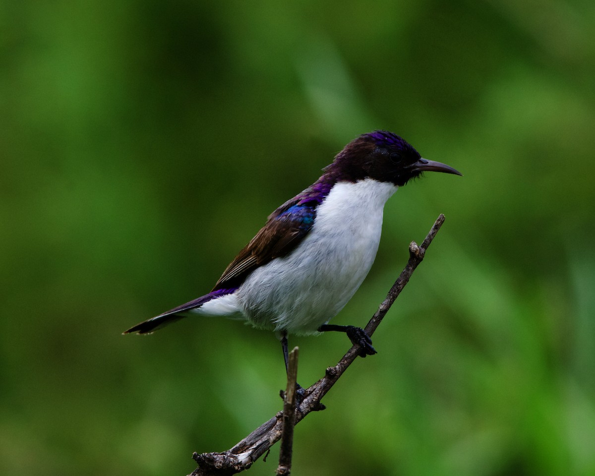 Eastern Violet-backed Sunbird - Peder Svingen