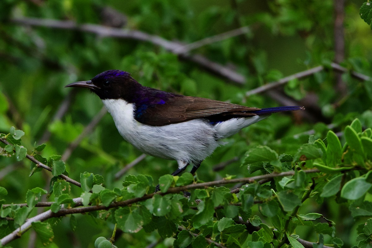 Eastern Violet-backed Sunbird - ML222557981