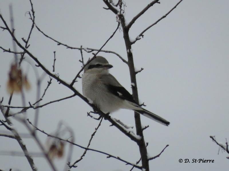 Northern Shrike - COG Club des ornithologues de la Gaspésie