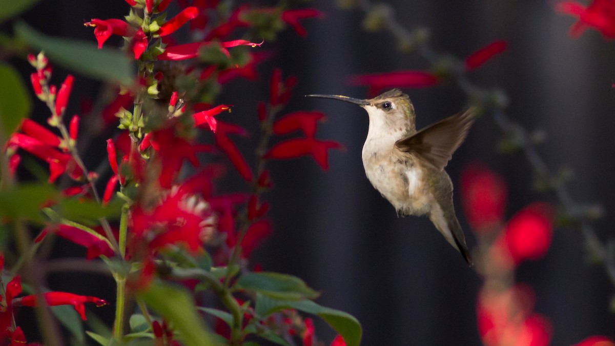 Black-chinned Hummingbird - Erik Nielsen