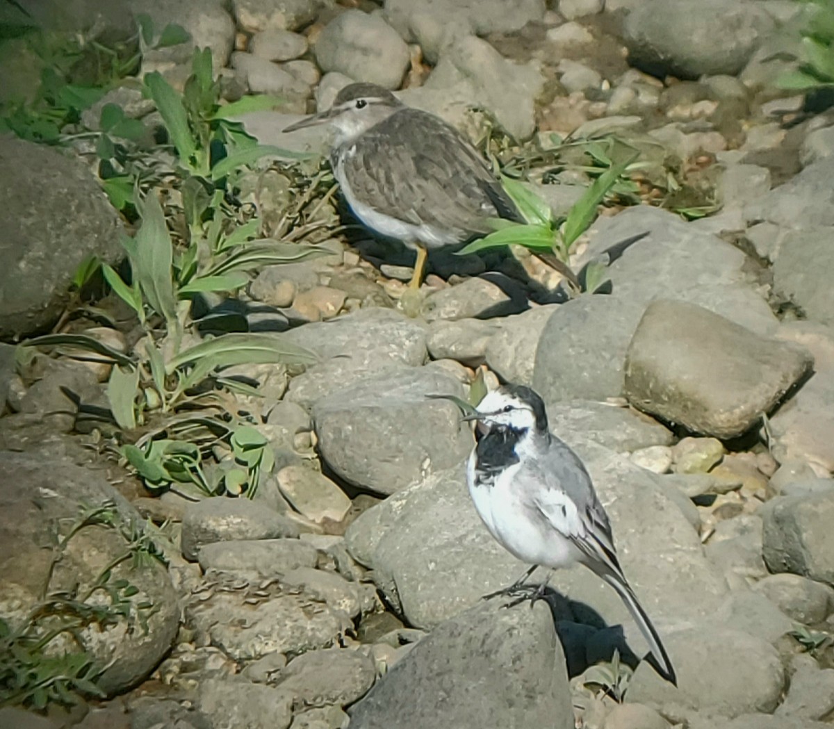 White Wagtail (ocularis) - ML222559841