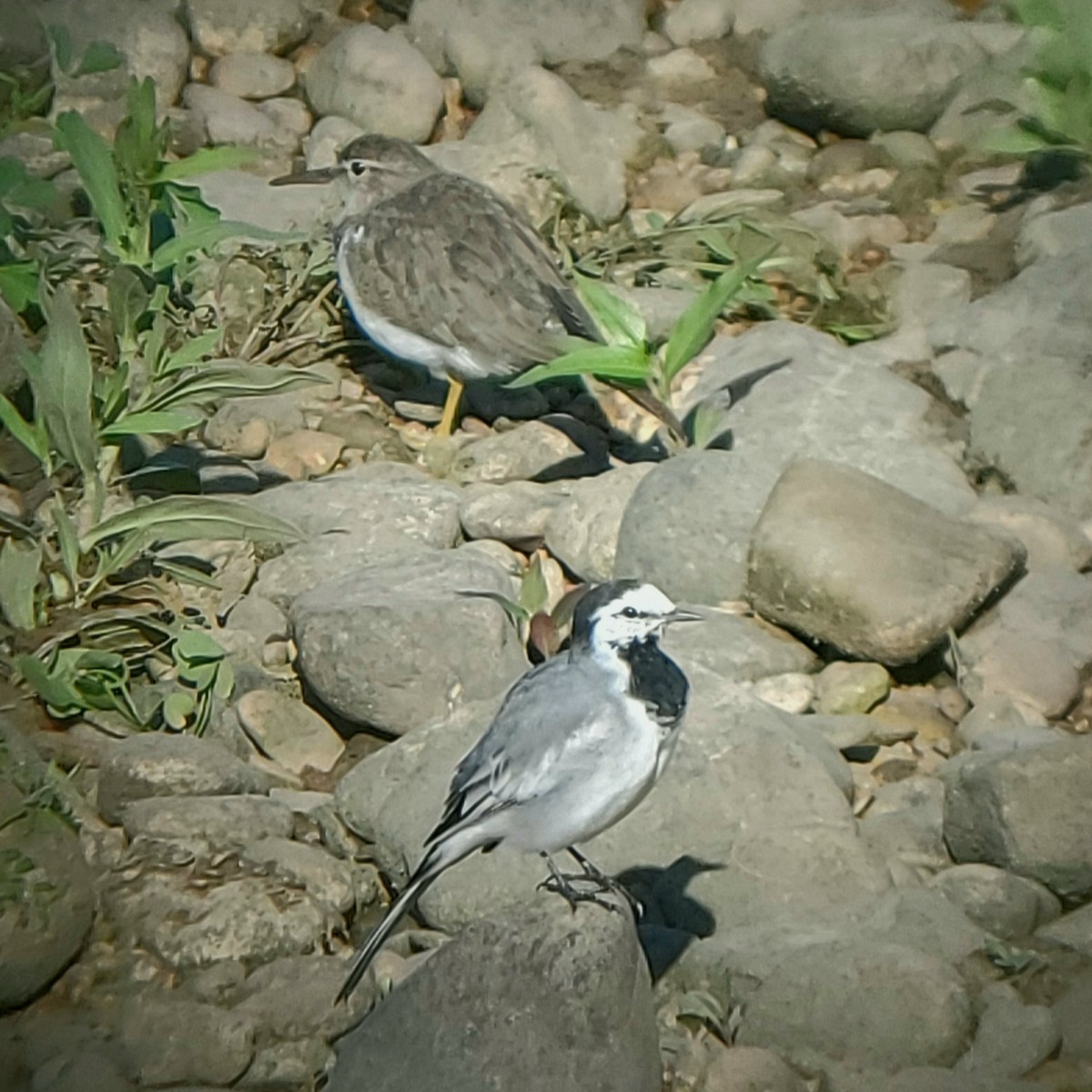 White Wagtail (ocularis) - ML222559851