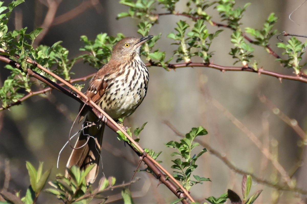 Brown Thrasher - ML222560121