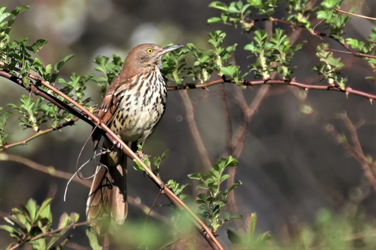 Brown Thrasher - ML222560131