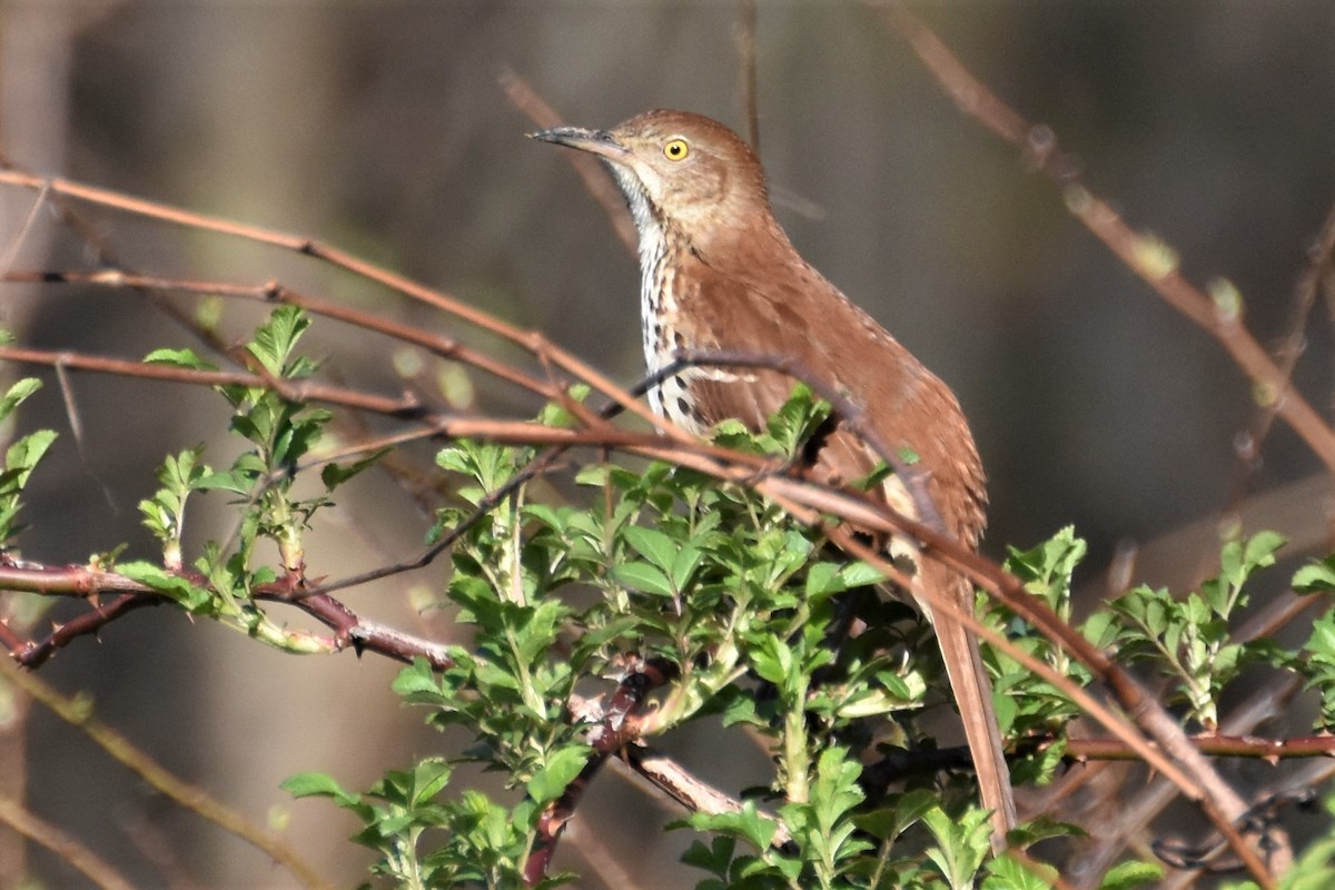 Brown Thrasher - ML222560161