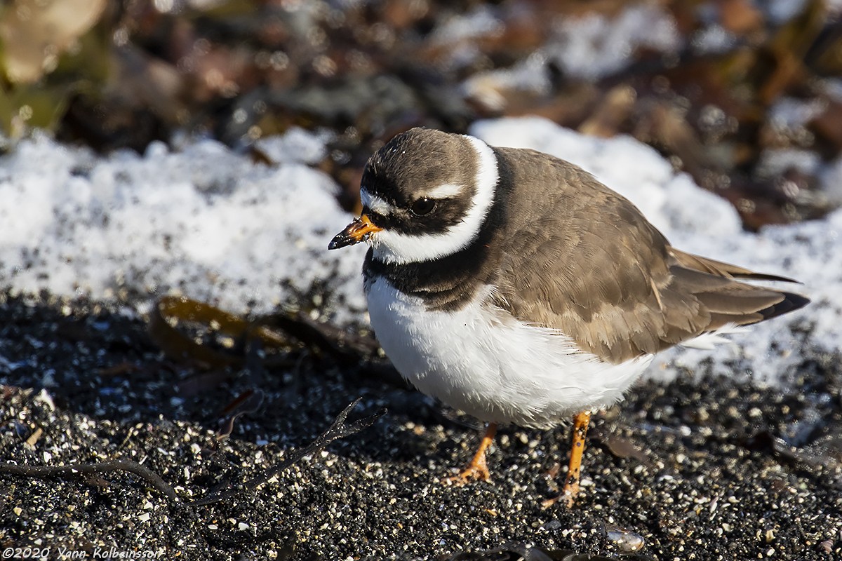 Common Ringed Plover - ML222560601