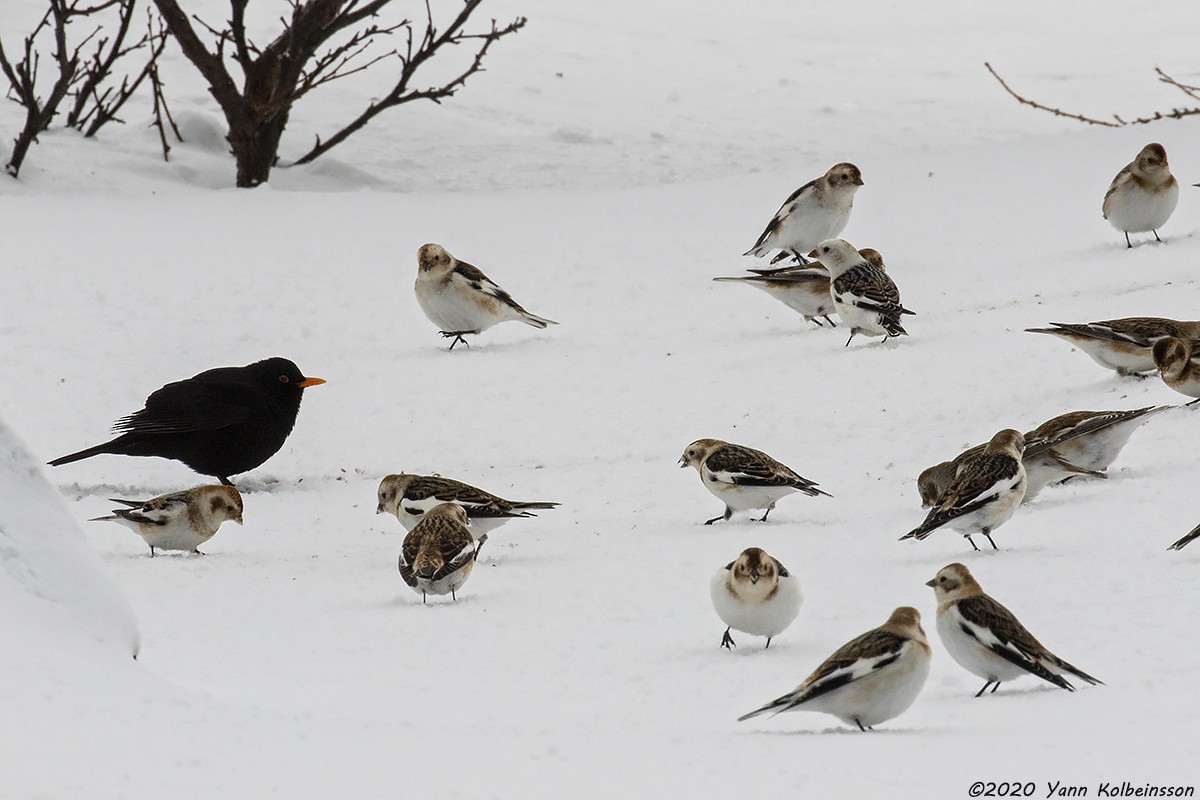 Eurasian Blackbird - ML222560701