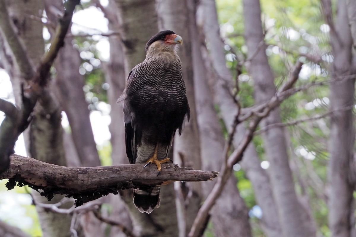 Crested Caracara (Southern) - ML222560761