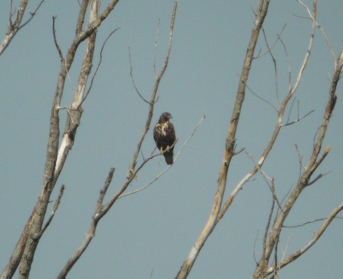 Red-tailed Hawk (Harlan's) - ML222562231