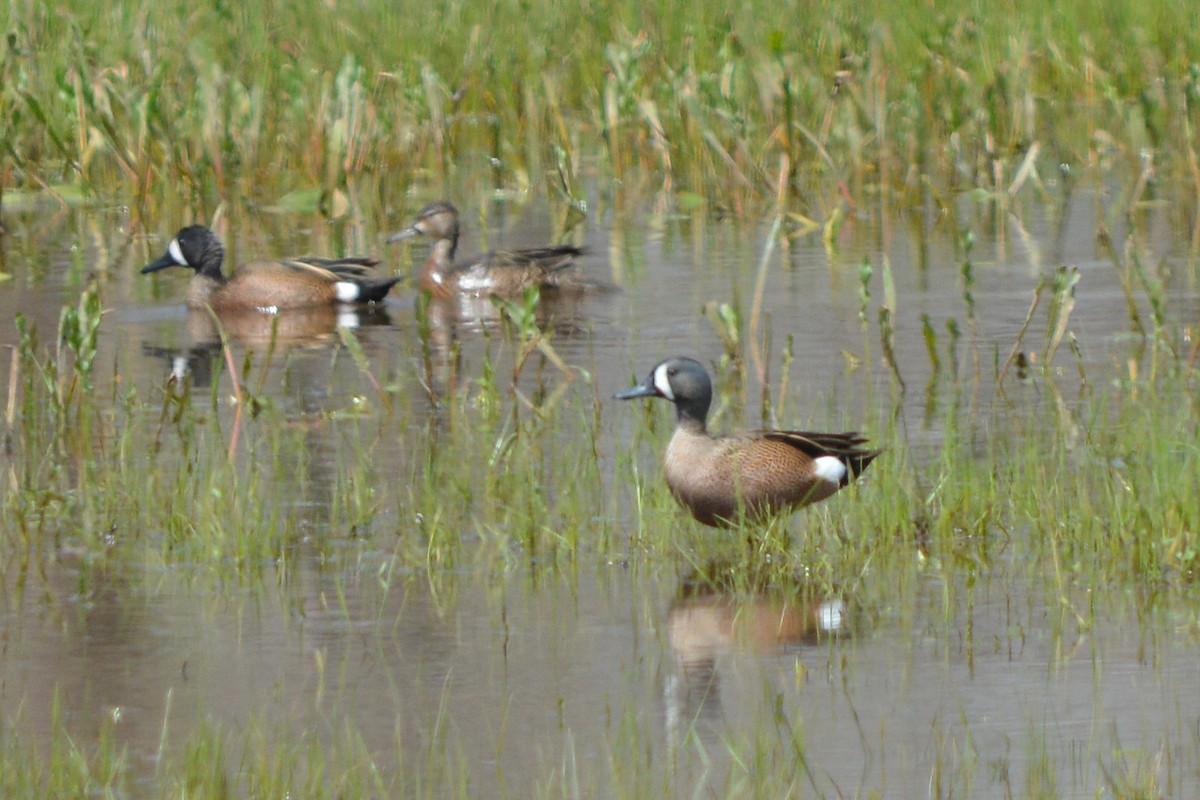 Blue-winged Teal - ML222562591