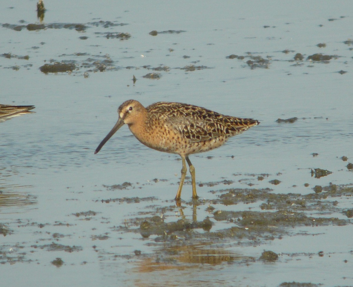 Short-billed Dowitcher - ML222562611