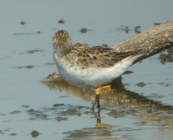 Semipalmated Sandpiper - ML222562641