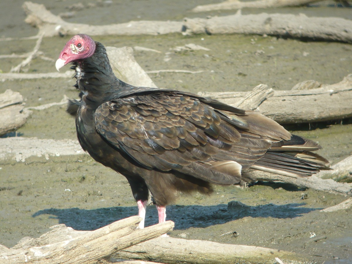 Turkey Vulture - ML222562711