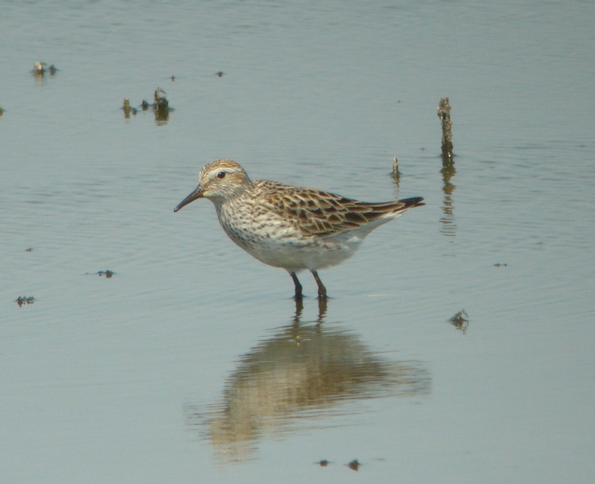 White-rumped Sandpiper - ML222562871