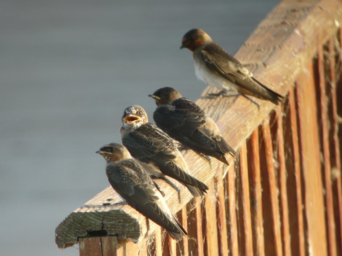 Cliff Swallow - ML222562921