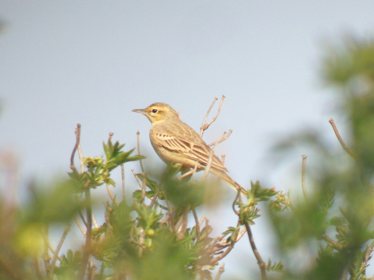 Tawny Pipit - ML222563421