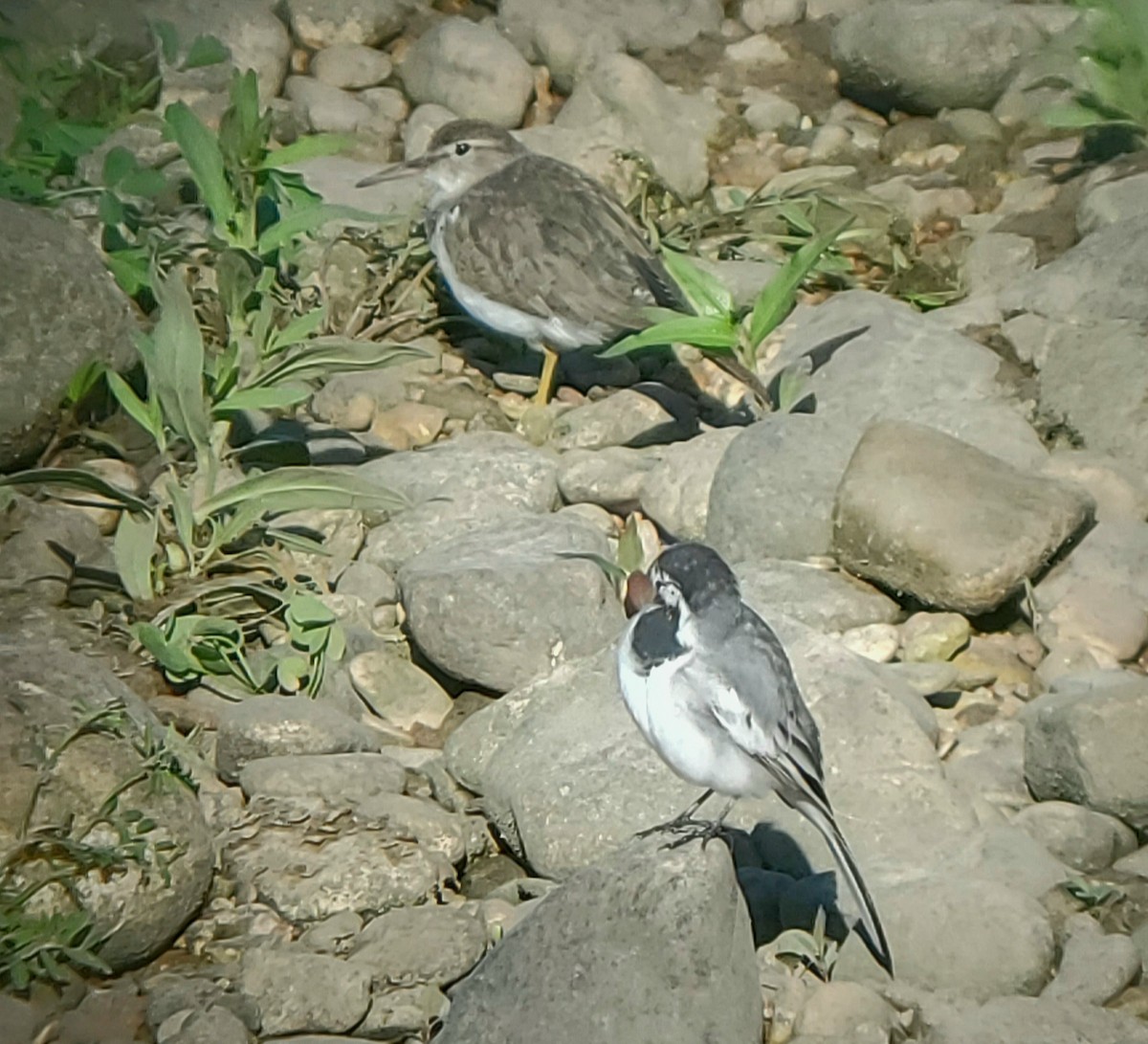 Lavandera Blanca (ocularis) - ML222563461